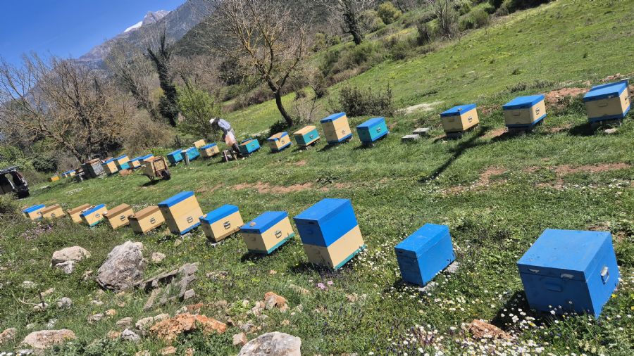 טרק מנליון ואזור ארקדיה